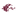 Salukis
