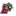 Leopards