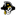 Pirates