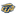 Bison
