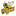 Yellow Jackets