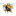 Yellow Jackets